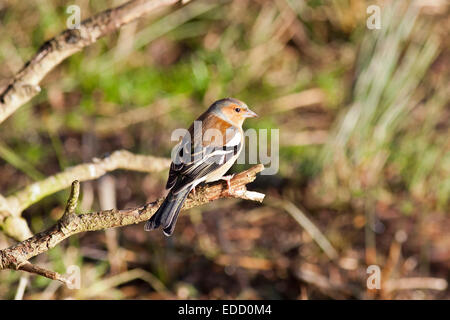 Chaffinch perché sur une branche Banque D'Images