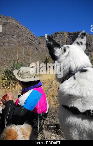 Faire une pause le long sentier dans Oliver Lee State Park, Nouveau Mexique - USA Banque D'Images