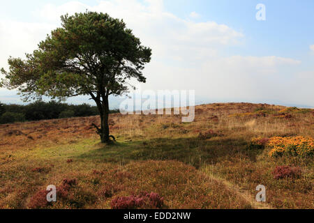 Seul arbre sur la colline Banque D'Images