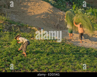 Les agriculteurs faisant le travail agricole dans un champ par le fleuve Irrawaddy, Myanmar Banque D'Images