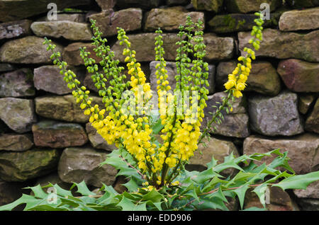 Mahonia x media 'Winter Sun' Banque D'Images