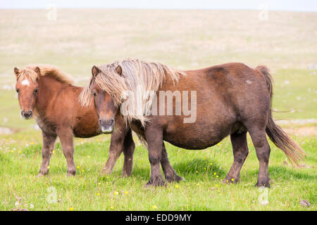 Jument poney Shetland miniatures pré poulain Shetland Unst Banque D'Images