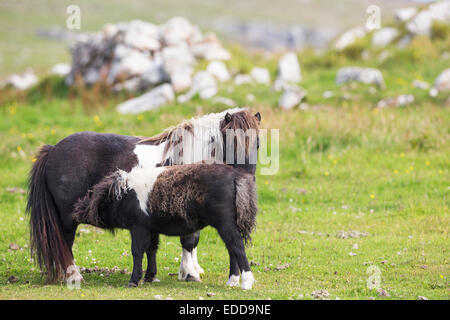 Poney Shetland miniature Piebald mare suckling poulain Shetland Unst prairie à côté des rochers Banque D'Images