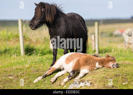 Poney Shetland poulain Book profond sommeil next sa mère vigilante les Shetland Unst Banque D'Images