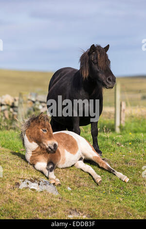 Book poney Shetland poulain couché à côté de sa mère vigilante les Shetland Unst Banque D'Images