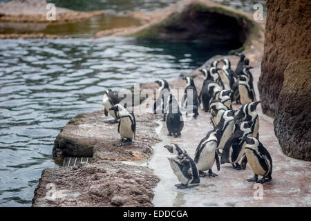 Des pingouins dans le Zoo de Wroclaw Banque D'Images