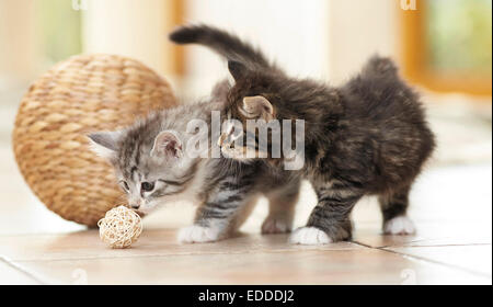 Chat norvégien deux chatons petite boule chargée de l'Allemagne Banque D'Images