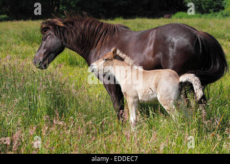 Mare avec poulain, poney poney, Islande, Islande Iceland horse Banque D'Images