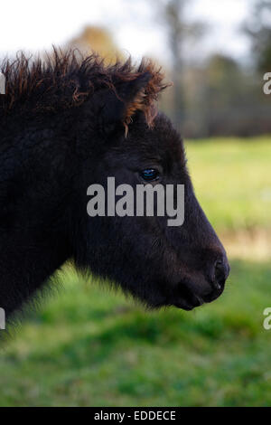 Colt, Mini poney Shetland Banque D'Images