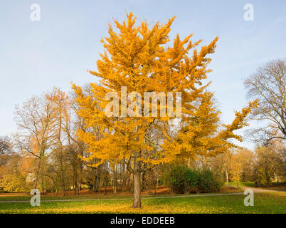 Arbre de ginkgo (Ginkgo biloba), avec feuillage automne coloré, parc, Fallersleben, Basse-Saxe, Allemagne Banque D'Images