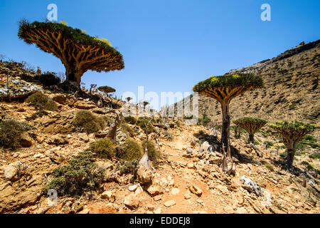 Dragon de Socotra ou arbres Arbres de sang de dragon (Dracaena cinnabari), Homhil zone protégée, l'île de Socotra, au Yémen Banque D'Images