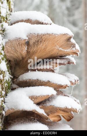 Les pleurotes (Pleurotus ostreatus), Hesse, Allemagne Banque D'Images