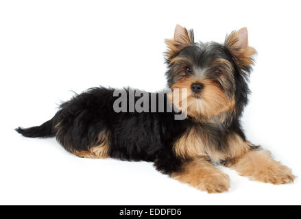 Petit chien se trouve sur blanc. Puppy de Yorkshire Terrier Banque D'Images