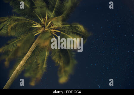 Maldives, Ari Atoll, vue de palmier et ciel étoilé de dessous Banque D'Images