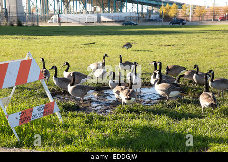 Oies du Canada prend une pause près du pont Ambassador et peut-être avoir lu les lettres à l'barrikade 'ville de Detroit, l'eau et l'assainissement", Detroit, Michigan, USA. 26 octobre, 2014. Banque D'Images