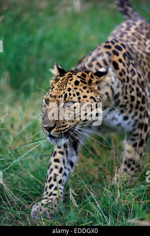 Amur Leopard (Panthera pardus orientalis), des profils, de filatures, originaire d'Asie, captive, Angleterre, Royaume-Uni Banque D'Images