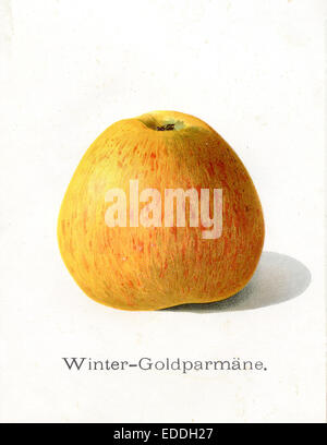 Apple, Apple variété : Goldparmäne Banque D'Images