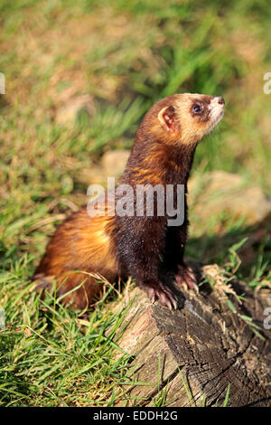 Le Putois d'Europe (Mustela putorius), adulte, alerte, Surrey, Angleterre, Royaume-Uni Banque D'Images