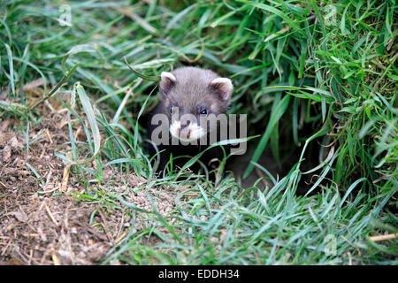 Le Putois d'Europe (Mustela putorius), les jeunes au terrier, Surrey, Angleterre, Royaume-Uni Banque D'Images