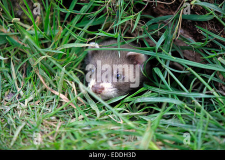 Le Putois d'Europe (Mustela putorius), les jeunes au terrier, Surrey, Angleterre, Royaume-Uni Banque D'Images