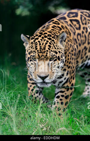 Jaguar (Panthera onca), des profils, de filatures, originaire d'Amérique du Sud, captive, Angleterre, Royaume-Uni Banque D'Images