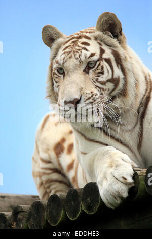 Tigre du Bengale (Panthera tigris tigris), forme blanche, des profils, des autochtones en Asie, captive, Angleterre, Royaume-Uni Banque D'Images