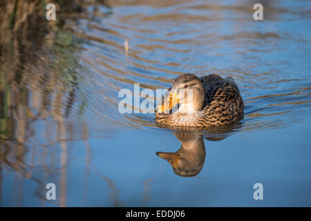 Canard colvert Anas platyrhynchos :. Des femmes. Sussex, Angleterre Banque D'Images