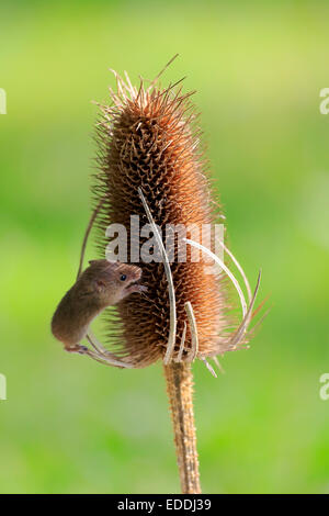 Souris d'Eurasie (Micromys minutus), des profils de grimper sur la tête de semences d'un chardon, Surrey, Angleterre, Royaume-Uni Banque D'Images