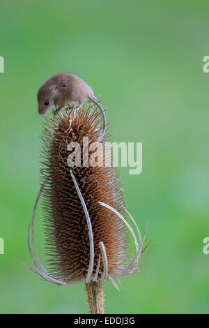 Souris d'Eurasie (Micromys minutus), des profils de grimper sur la tête de semences d'un chardon, Surrey, Angleterre, Royaume-Uni Banque D'Images