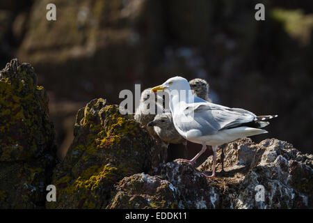 Goéland argenté (Larus argentatus) des profils avec des poussins sur falaise. Dunbar. East Lothian. L'Écosse. UK. Banque D'Images