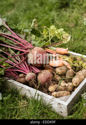 Boîte en bois plein de légumes fraîchement cueillis, y compris les carottes, betteraves et pommes de terre. Banque D'Images