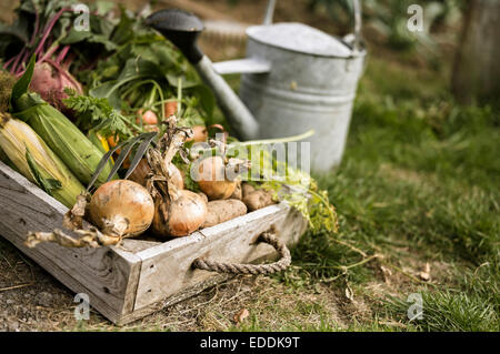 Arrosoir et boîte en bois plein de légumes fraîchement cueillis, y compris les carottes, les oignons, de betterave, de maïs et de pommes de terre. Banque D'Images