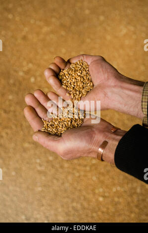 Close up of a man's hands pouring du blé d'une part dans l'autre. Banque D'Images