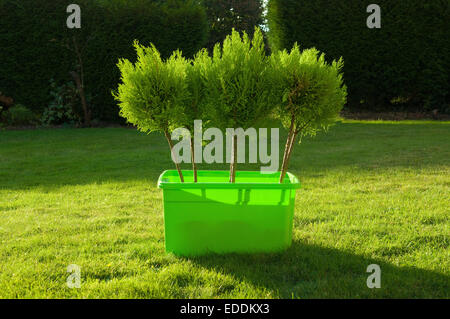 Les jeunes arbres dans une boîte en plastique vert debout sur une pelouse. Banque D'Images