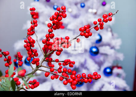 Branche avec fruits rouges in front of Christmas Tree Banque D'Images