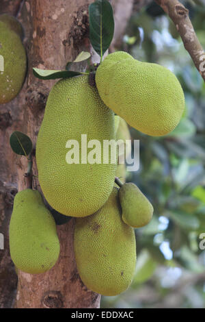 Un harvestful Jackfruit tree à Kampala, Ouganda Banque D'Images