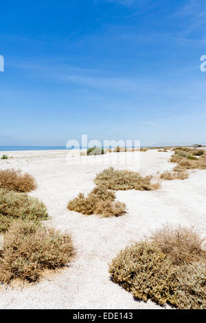 Salton Sea State Recreation Area, Imperial County, Californie, USA Banque D'Images