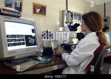 L'Université de Milan (Italie), département de biologie et de la génétique, l'analyse des chromosomes Banque D'Images