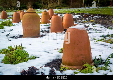 Hachoirs en terre cuite Rhubarb protégeant la récolte de la neige en hiver Banque D'Images