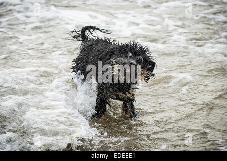 Se secouant chien c'est manteau en mer Banque D'Images