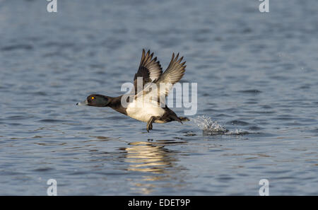 Mâle adulte Fuligule morillon Aythya fuligula le décollage d'un lac. Banque D'Images