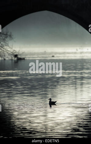 Une mouette en silhouette noire nage sous une arche de pierre d'un pont au coucher du soleil. Banque D'Images