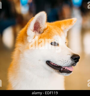 Chien Akita (Akita Inu, Akita japonais) portrait sur fond brun Banque D'Images