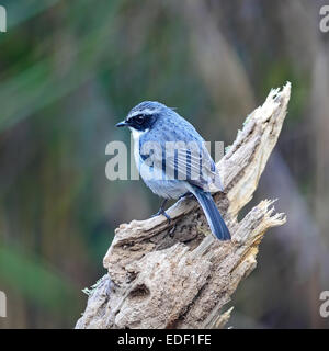 Bel oiseau gris, gris homme ferreaus Bushchat (Saxicola), debout sur le journal, côté et arrière profile Banque D'Images