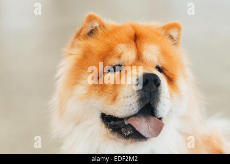 Chines rouge chow chow dog portrait Banque D'Images