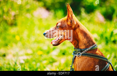 Close Up le chien rouge pinscher nain (Zwergpinscher, Min Pin) Tête sur fond d'herbe verte Banque D'Images