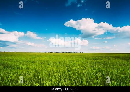 Les épis de blé vert toile de champ sur fond de ciel bleu nuageux. La saison du printemps Banque D'Images