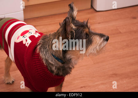 Vue latérale d'un portrait Highland Terrier Schnauzer chien de race croisée portant un manteau de Noël Banque D'Images