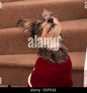 Portrait d'un croisement de Terrier Highland Schnauzer dog sitting Looking up Banque D'Images