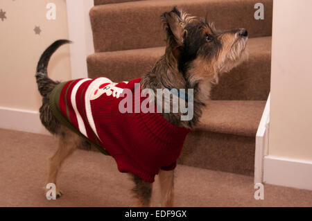 Vue latérale d'un Highland Terrier Schnauzer chien de race croisée amputée d'une jambe arrière Banque D'Images